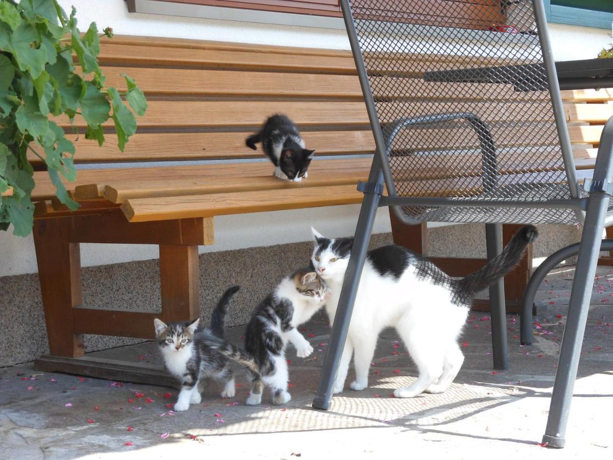 Schneiderbauer Bed and Breakfast Waidring Εξωτερικό φωτογραφία